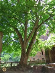 Kloster Chorin_4